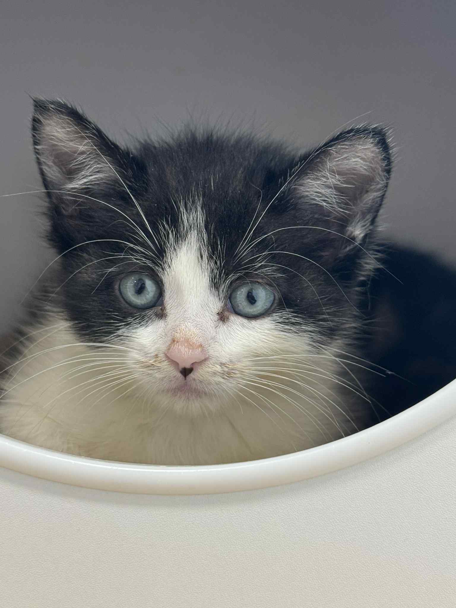 Bloom, an adoptable Domestic Short Hair in Steinbach, MB, R5G 2B2 | Photo Image 1