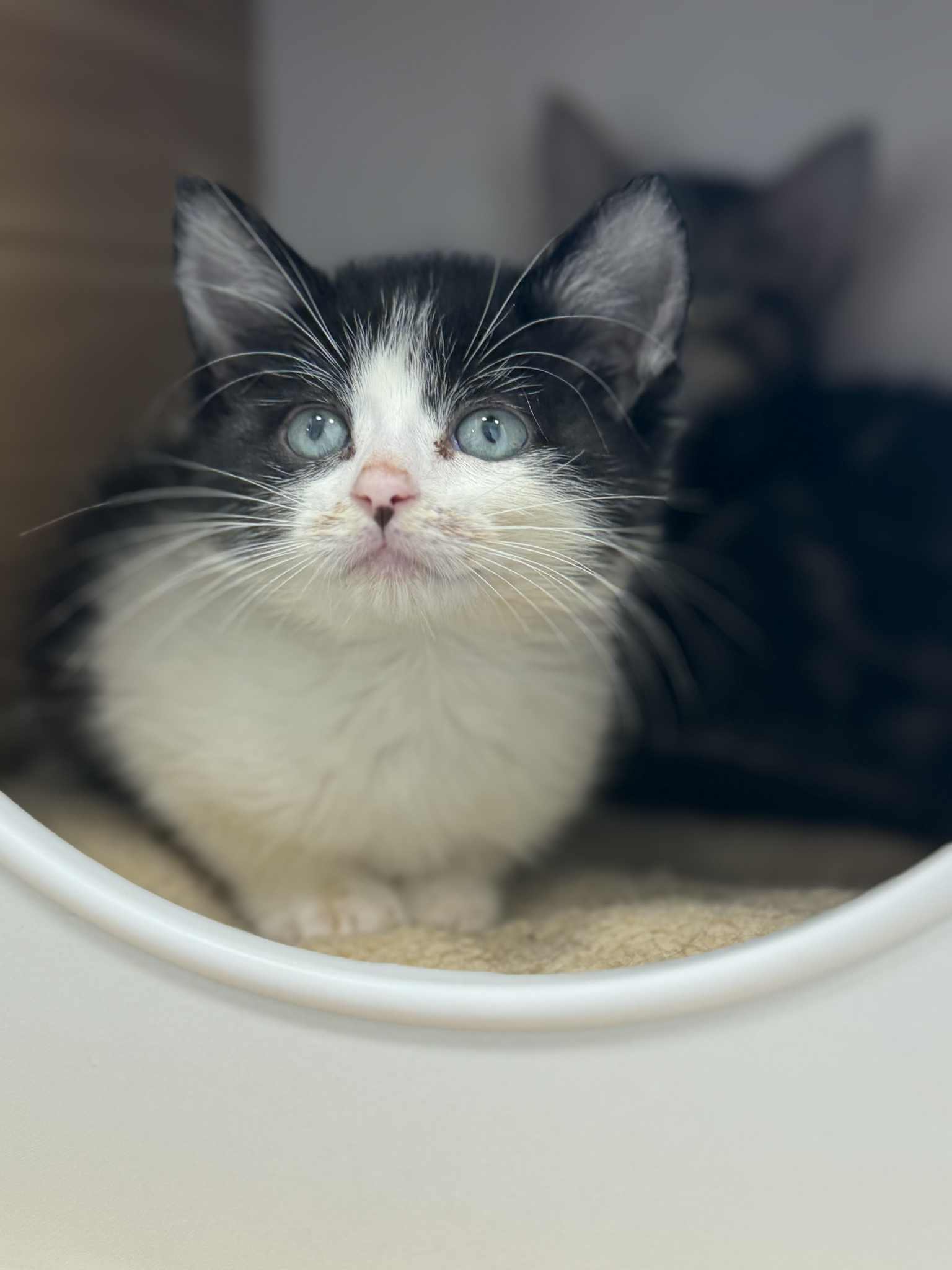 Bloom, an adoptable Domestic Short Hair in Steinbach, MB, R5G 2B2 | Photo Image 2