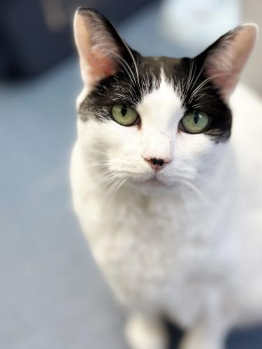 Pet Image