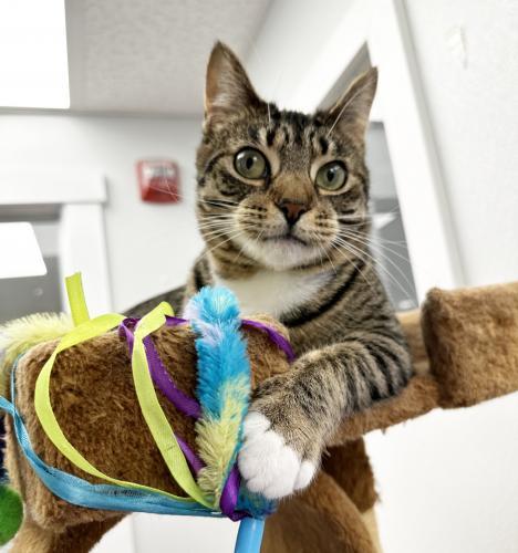 Pet Image