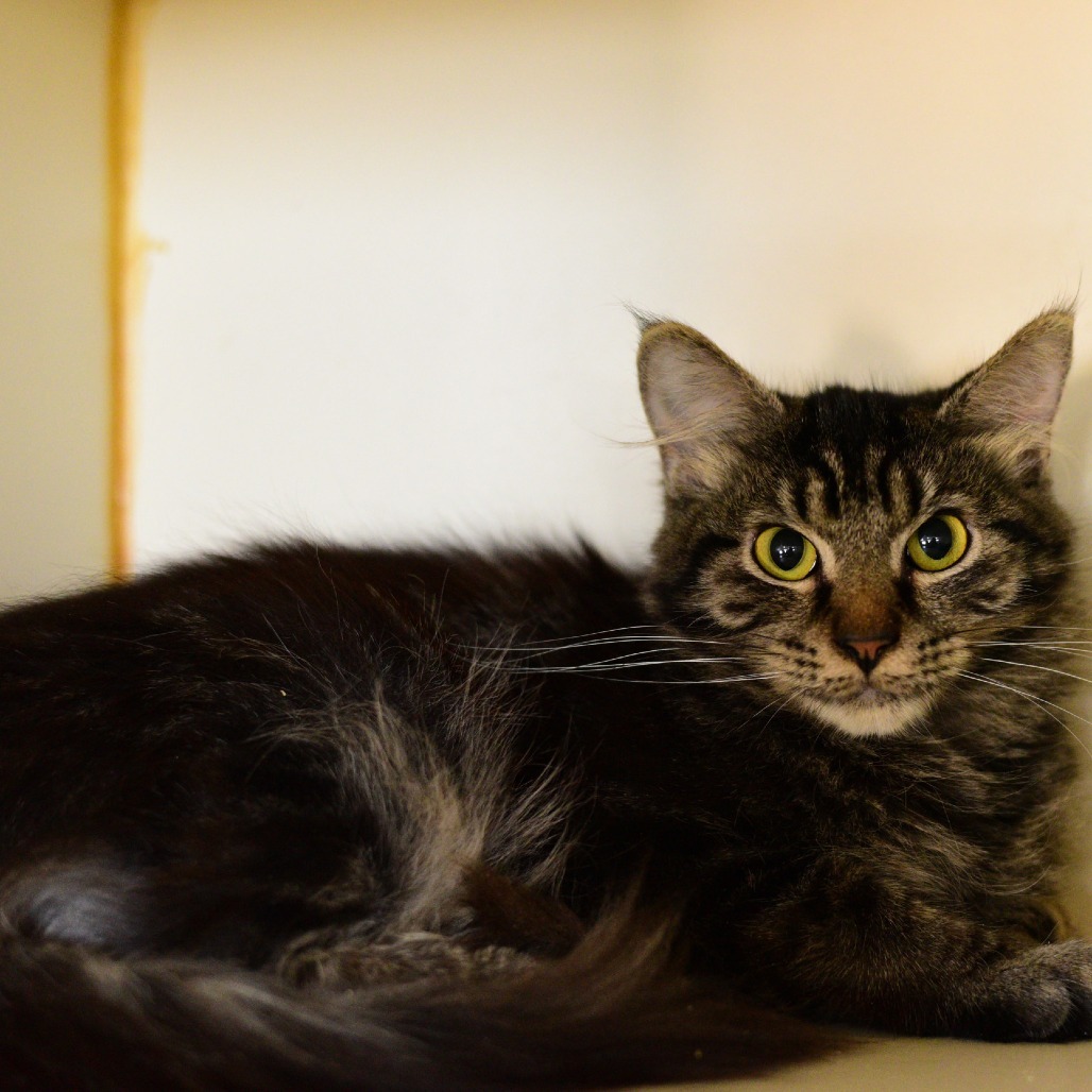 Opal, an adoptable Domestic Medium Hair in Idaho Falls, ID, 83402 | Photo Image 1