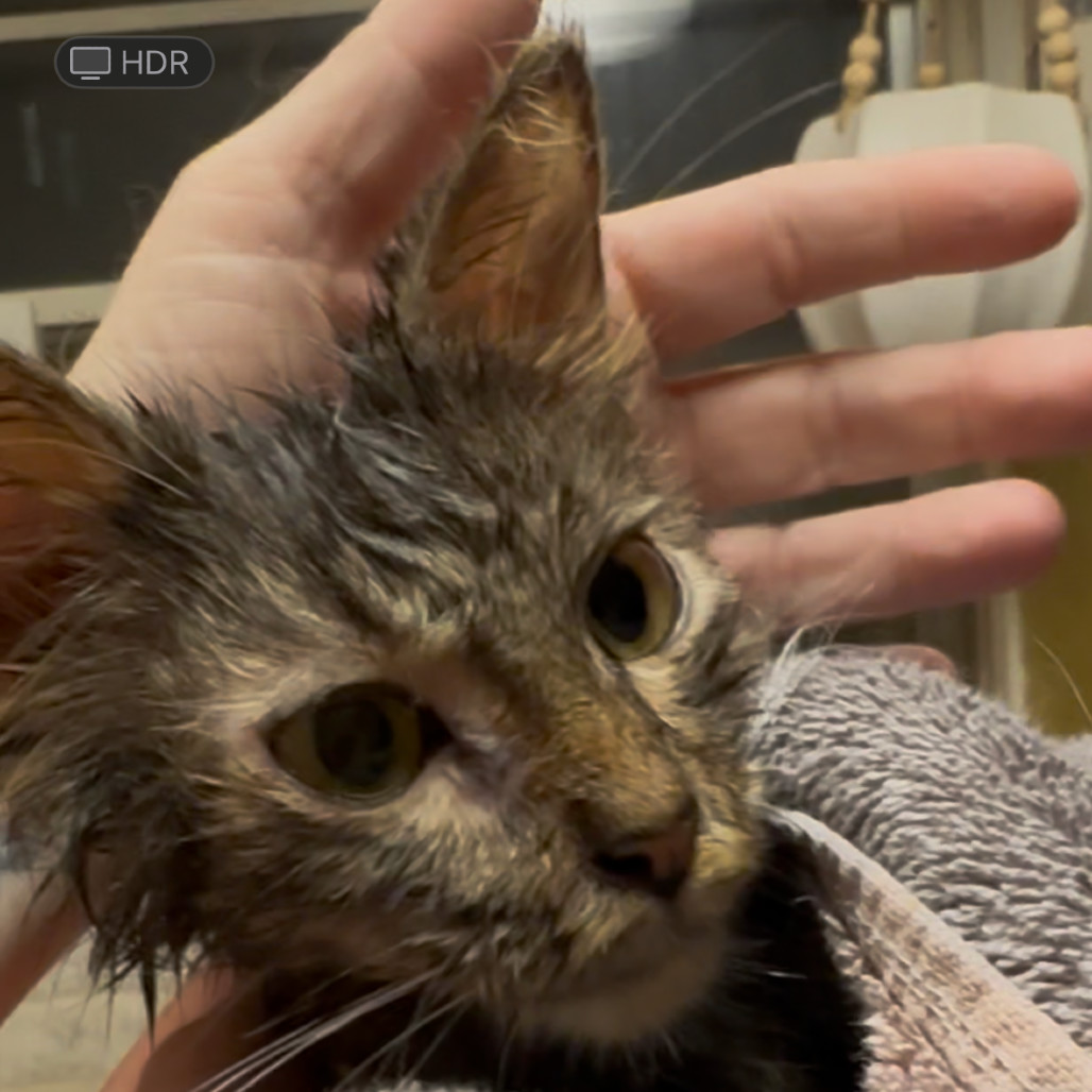 Opal, an adoptable Domestic Medium Hair in Idaho Falls, ID, 83402 | Photo Image 2