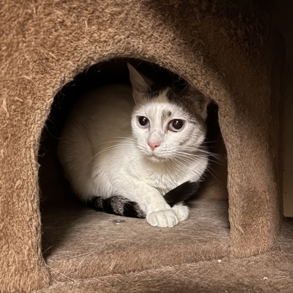 Igloo