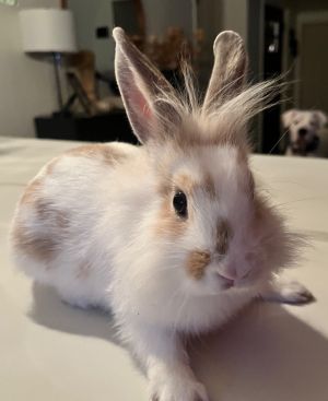 Daisy Rabbit, Young Female American