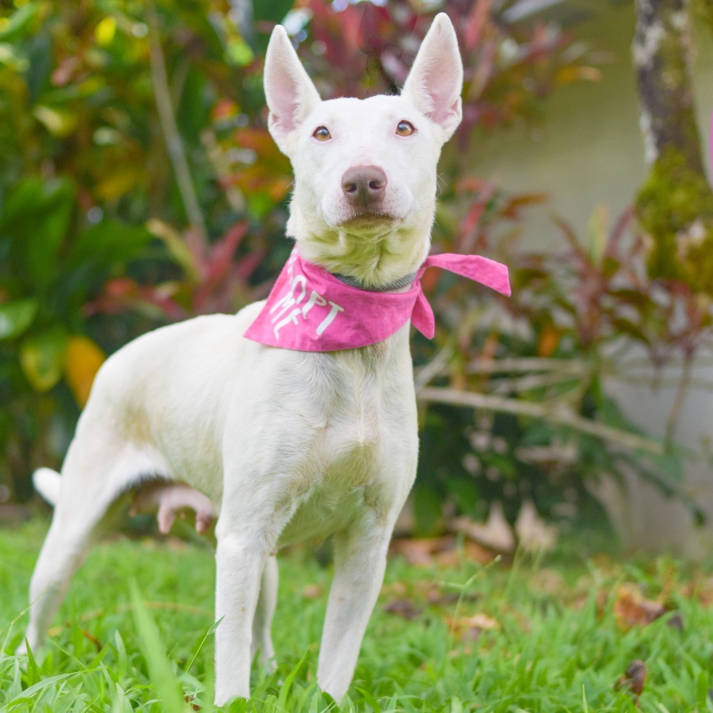 Dove, an adoptable Mixed Breed in Kailua Kona, HI, 96740 | Photo Image 1