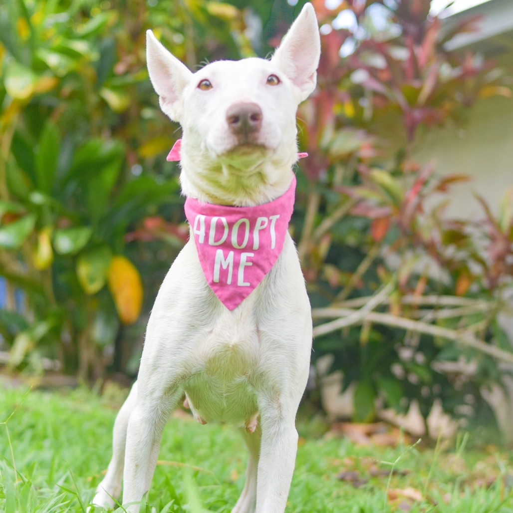 Dove, an adoptable Mixed Breed in Kailua Kona, HI, 96740 | Photo Image 2