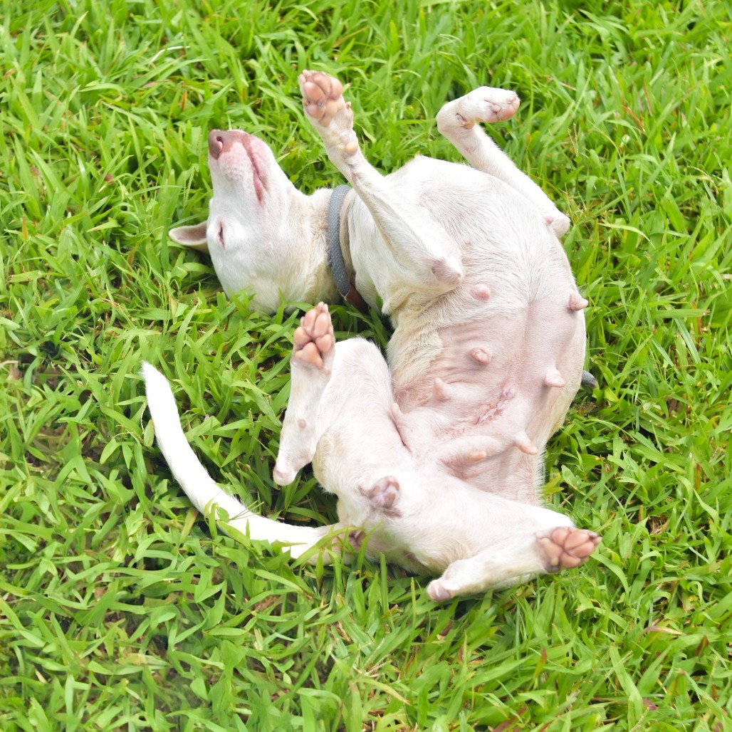 Dove, an adoptable Mixed Breed in Kailua Kona, HI, 96740 | Photo Image 3
