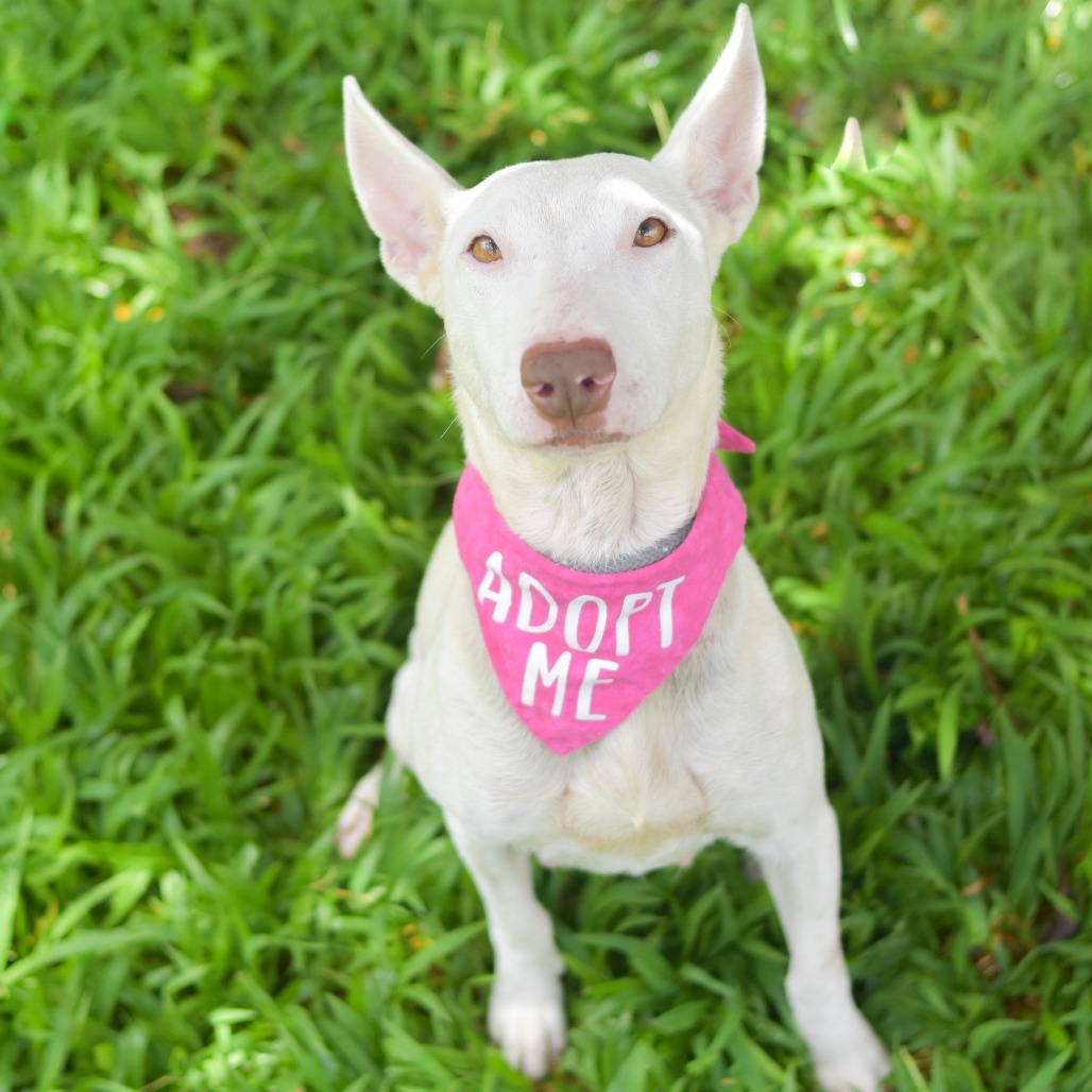 Dove, an adoptable Mixed Breed in Kailua Kona, HI, 96740 | Photo Image 4