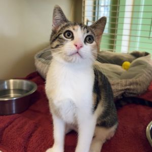 Ricotta, Baby Female Domestic Short Hair