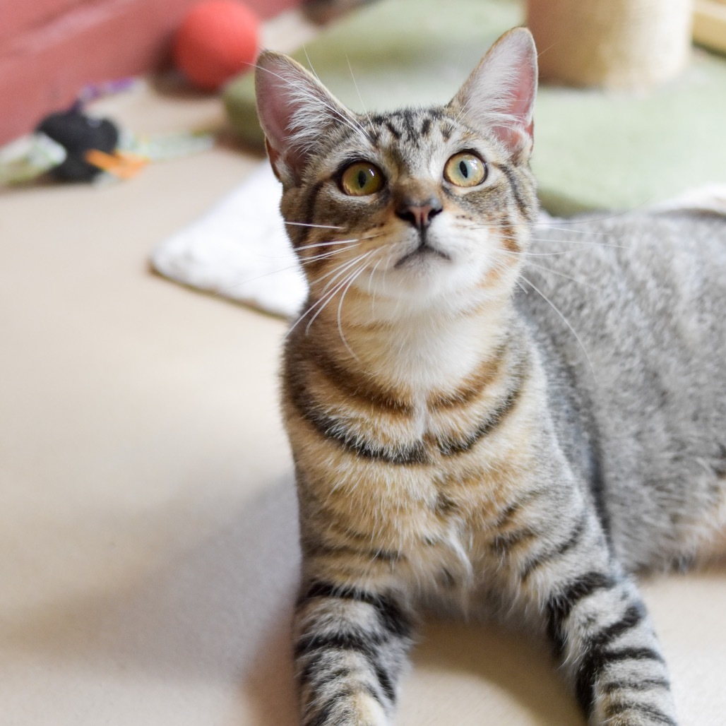 Milo