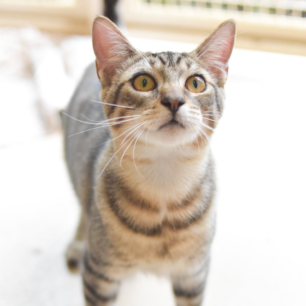 Milo