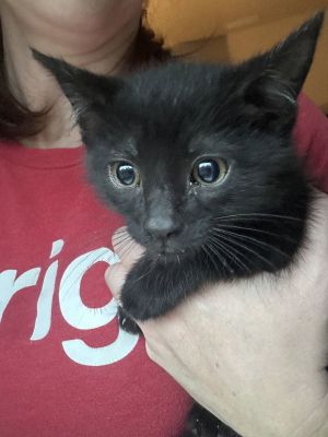 Etowah, Baby Male Domestic Short Hair