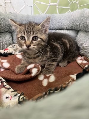 Bacon, Baby Male Domestic Short Hair