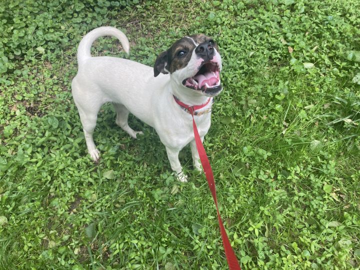 Lex (Dalmatian/Lab/Spaniels 3) 5