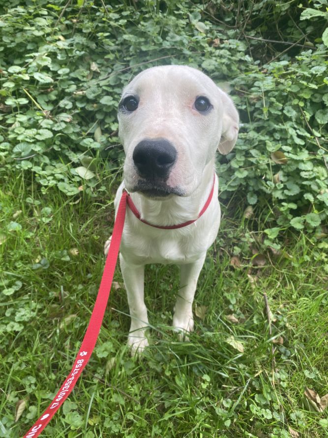Beck (Dalmatian/Lab/Spaniels 2)
