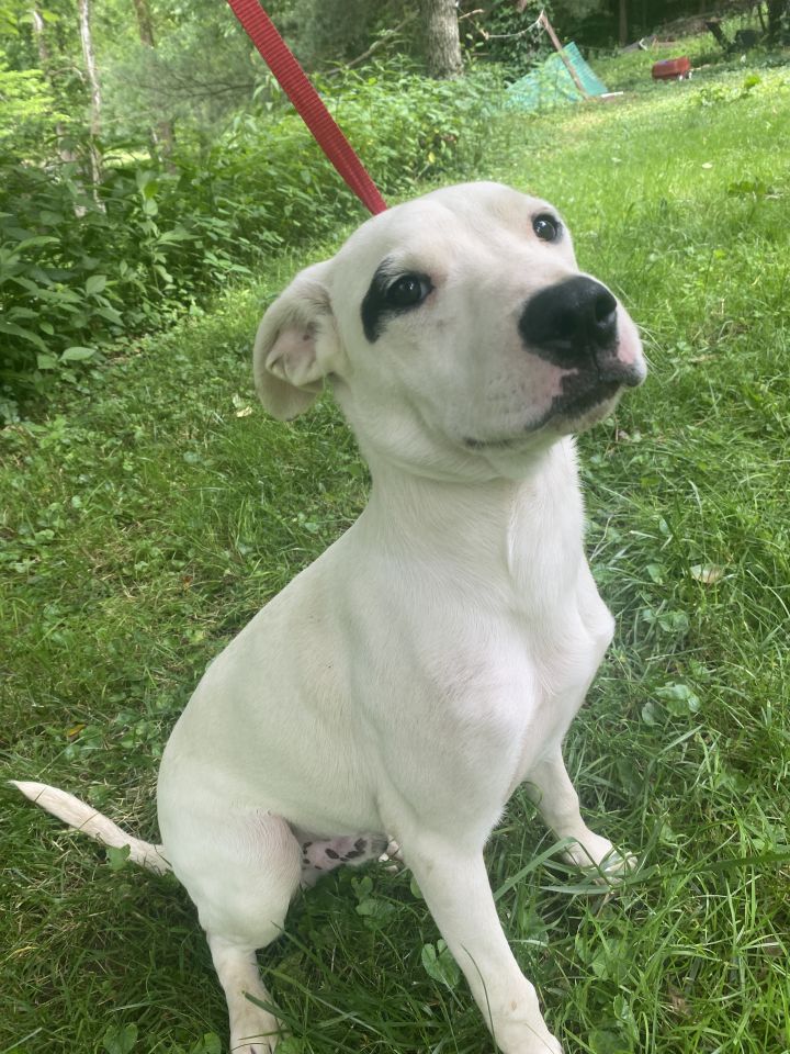 Beck (Dalmatian/Lab/Spaniels 2) 3