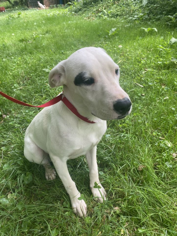 Beck (Dalmatian/Lab/Spaniels 2) 5