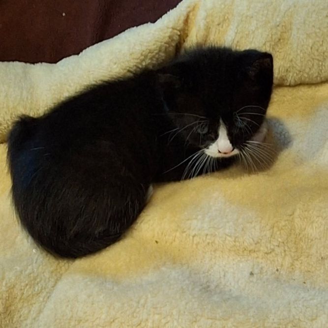 Hetty-Simi Valley