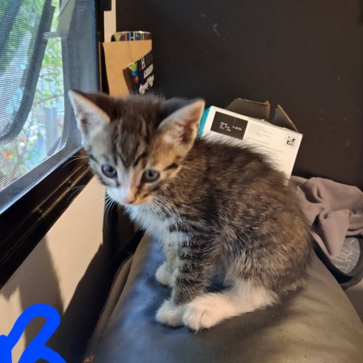 Callen-Simi Valley 1