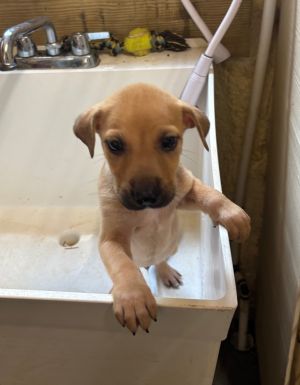 Joey, Baby Male Terrier