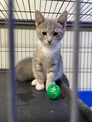 Skie, Baby Female Domestic Short Hair