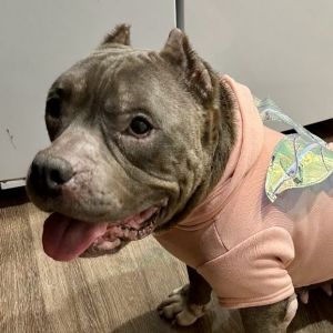 Meet Bean or as her foster calls her Beanie Babyshes just that soft lovable and compact Her lov