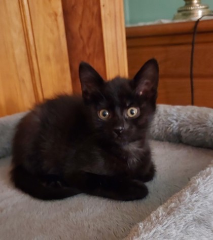 Pet Image