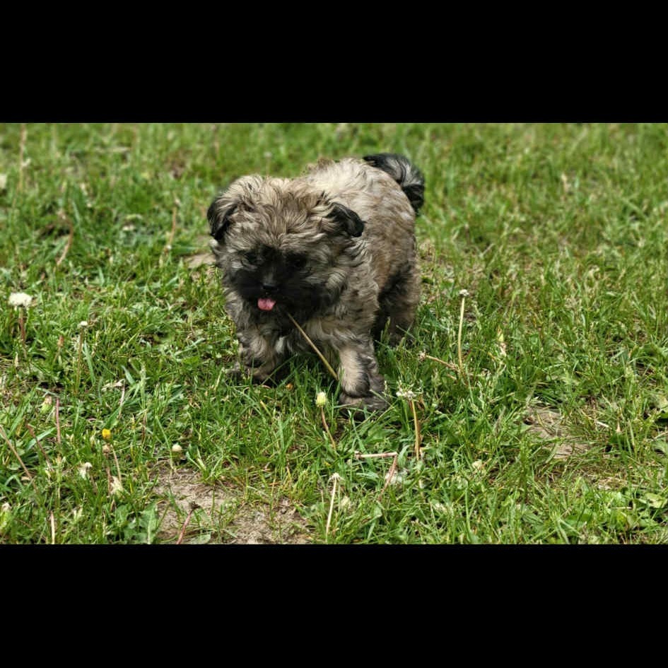 Winston
