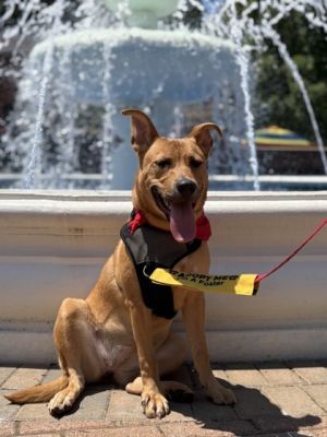 Beanie, Adult Female Pit Bull Terrier