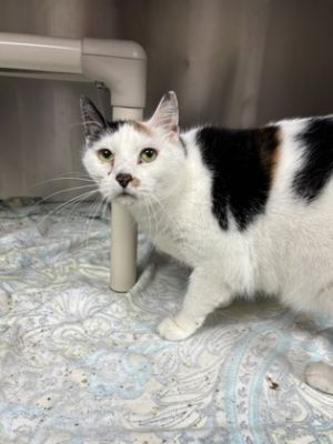 83984a Lillie -Pounce Cat Cafe, Adult Female Domestic Short Hair