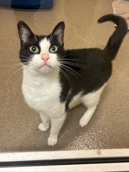 Pet Image