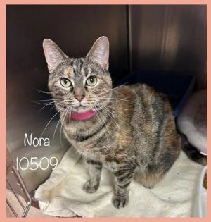 Nora (639) Domestic Short Hair Cat
