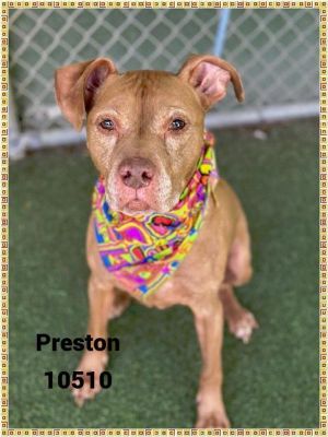 Preston (830) Pit Bull Terrier Dog