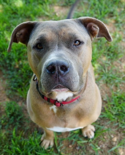 Brutus (Bonded w/Magnum)