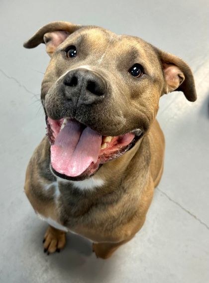 Brutus (Bonded w/Magnum)