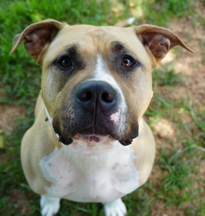 Magnum (Bonded w/Brutus)