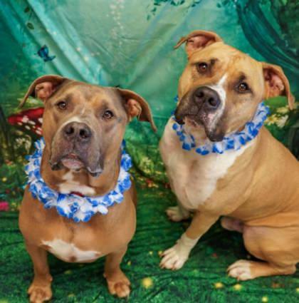 Magnum (Bonded w/Brutus)