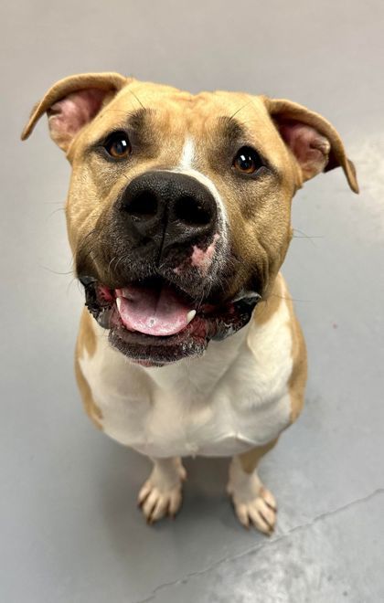 Magnum (Bonded w/Brutus)