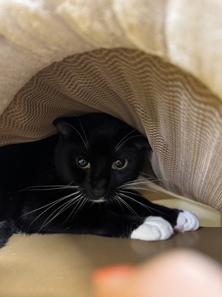 OREO