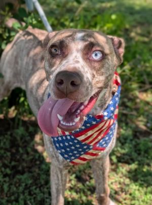 Zig, Adult Female Mixed Breed