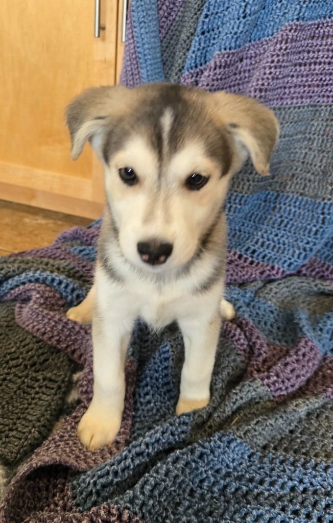 H2 Hugo, an adoptable Husky, German Shepherd Dog in Ashland, WI, 54806 | Photo Image 2