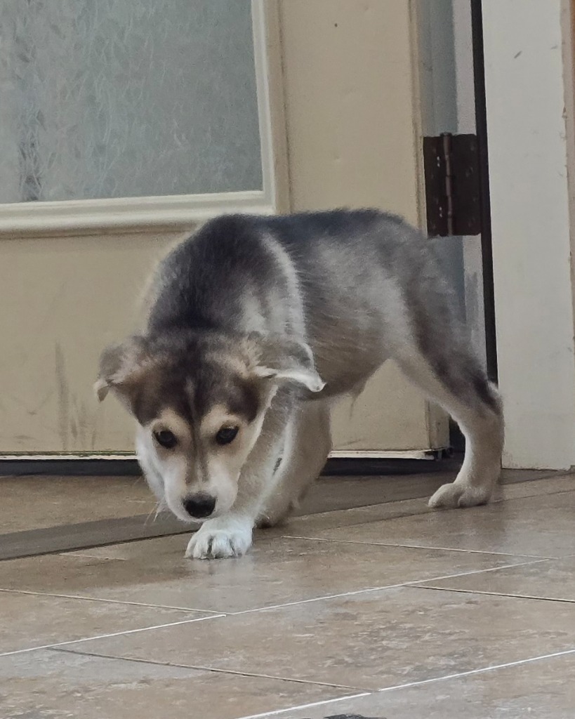 H2 Hugo, an adoptable Husky, German Shepherd Dog in Ashland, WI, 54806 | Photo Image 3