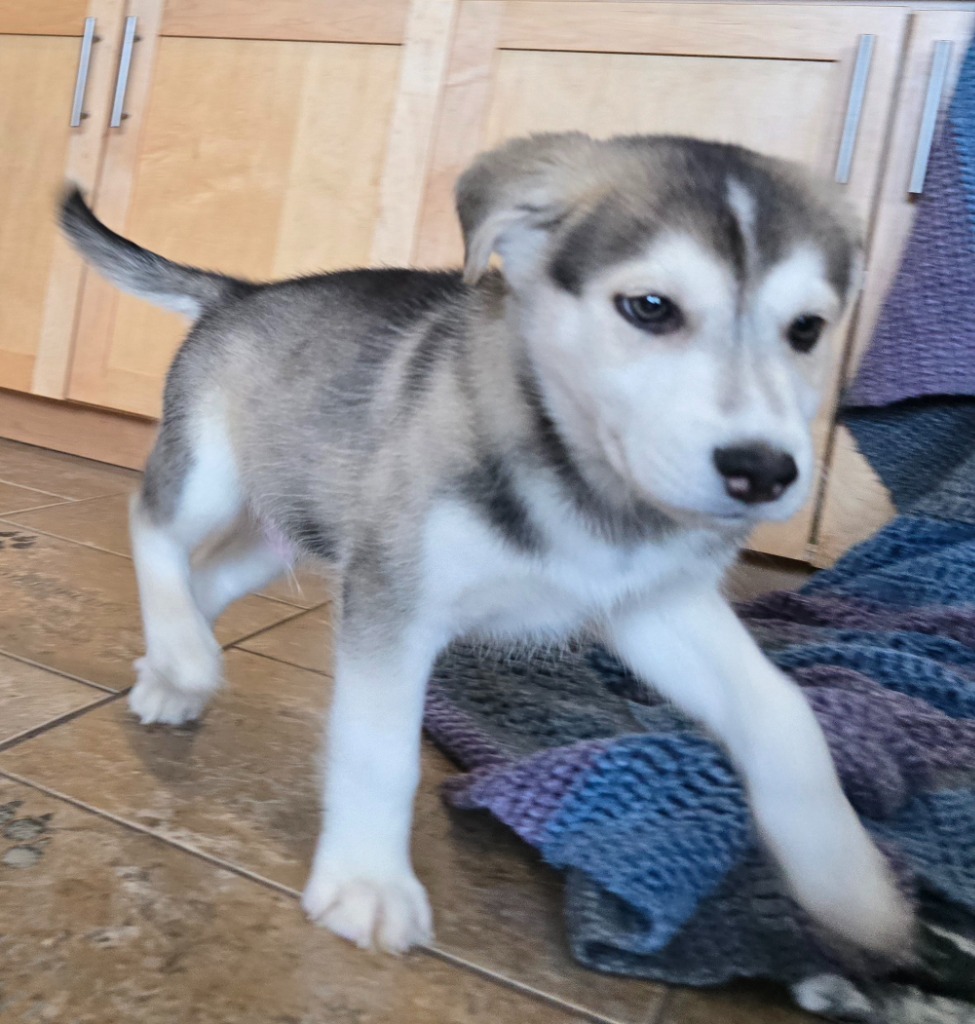 H2 Hugo, an adoptable Husky, German Shepherd Dog in Ashland, WI, 54806 | Photo Image 4
