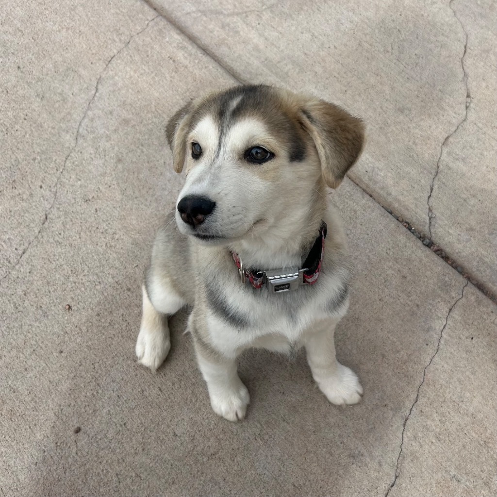 H2 Hugo, an adoptable Husky, German Shepherd Dog in Ashland, WI, 54806 | Photo Image 5