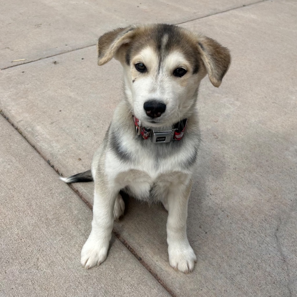 H2 Hugo, an adoptable Husky, German Shepherd Dog in Ashland, WI, 54806 | Photo Image 6