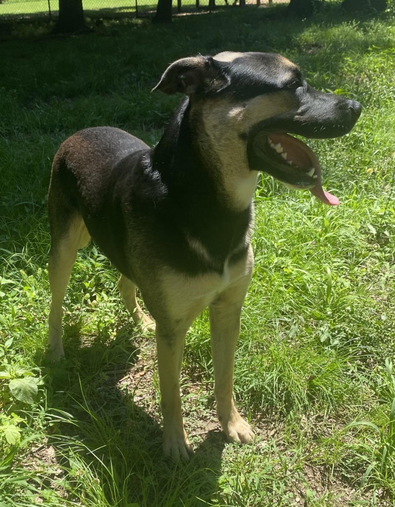 Rocco