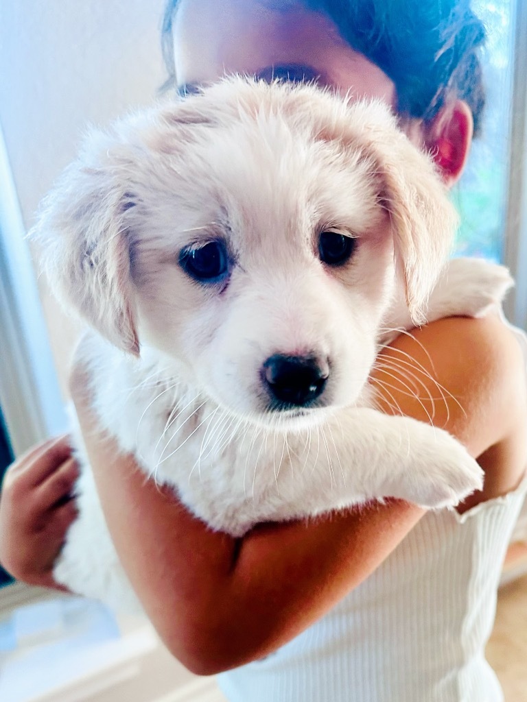 Pom Pom
