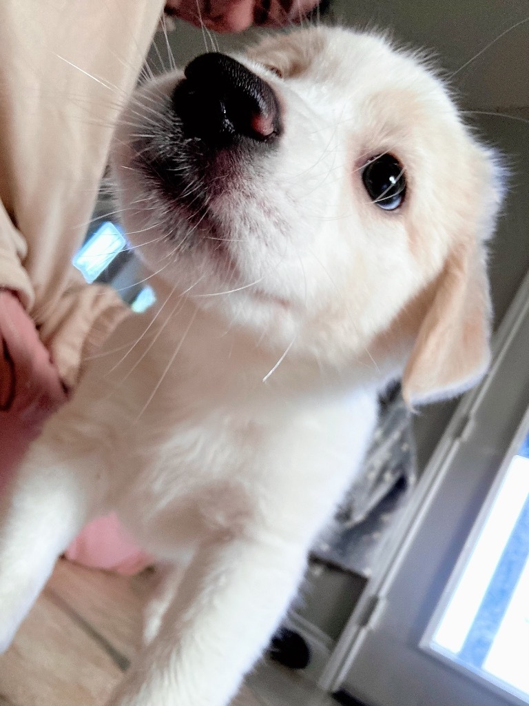 Pom Pom