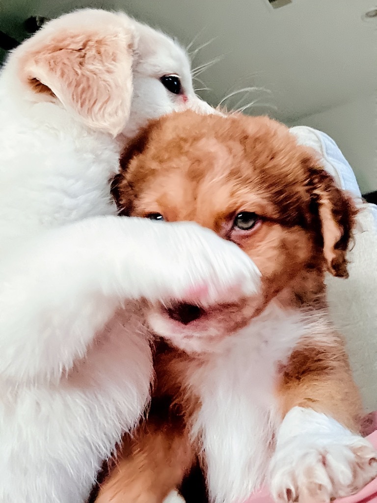 Pom Pom