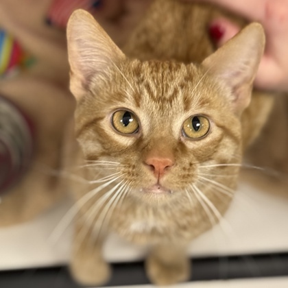 Rocky, an adoptable Domestic Short Hair in Gwinn, MI, 49841 | Photo Image 1